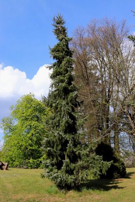 Picea omorika 'Pendula' - smrk omorika - celek (113)